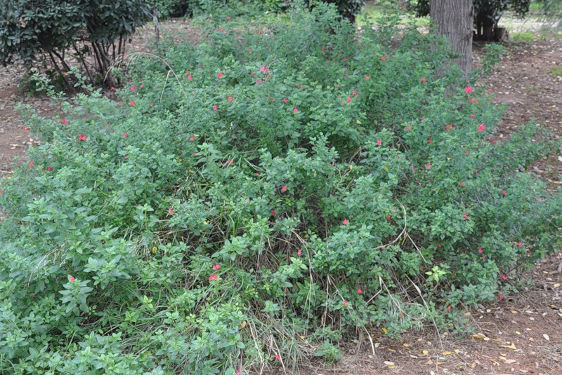 Изображение особи Salvia microphylla.