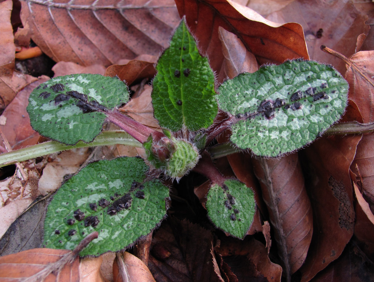 Изображение особи Symphytum grandiflorum.