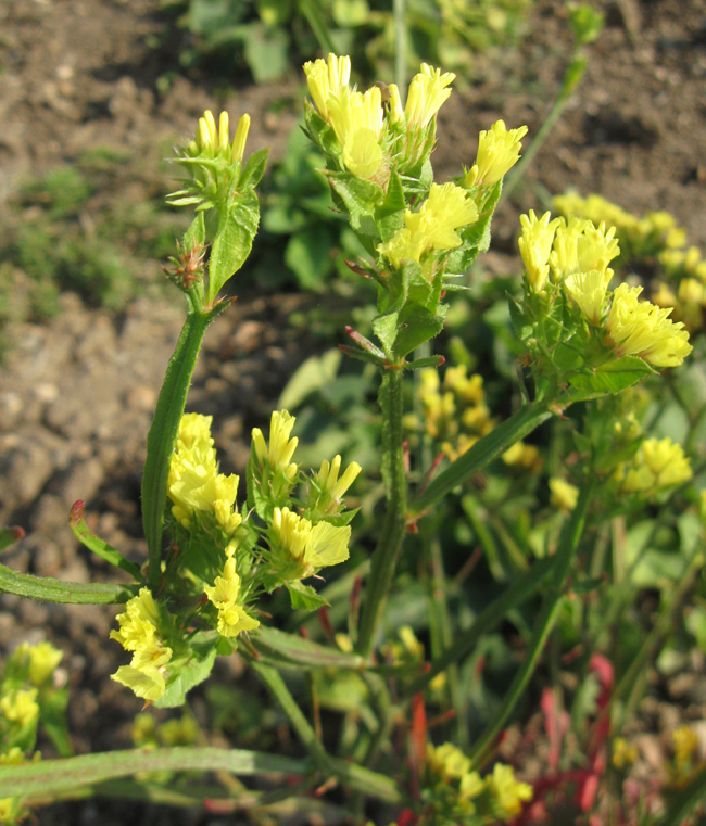 Image of Limonium bonduellei specimen.