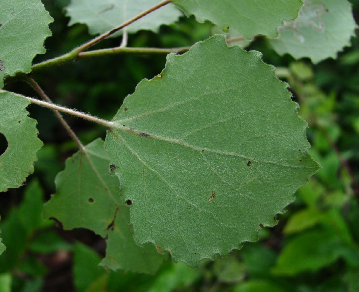 Image of Populus tremula specimen.