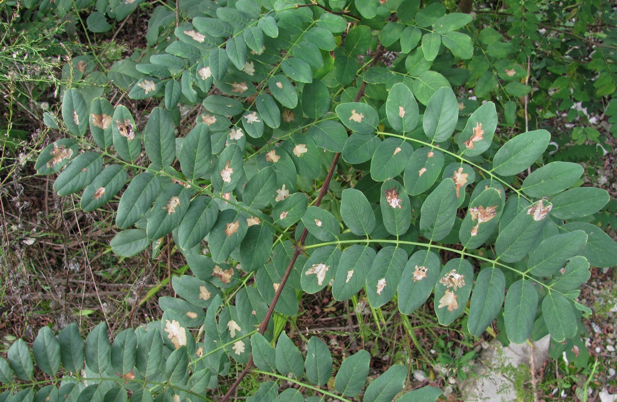 Изображение особи Robinia pseudoacacia.