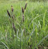 Carex melanostachya. Верхушки цветущих растений. Краснодарский край, м/о г. Геленджик, хр. Маркотх, гора Мухины Поляны, горный луг. 10.05.2015.