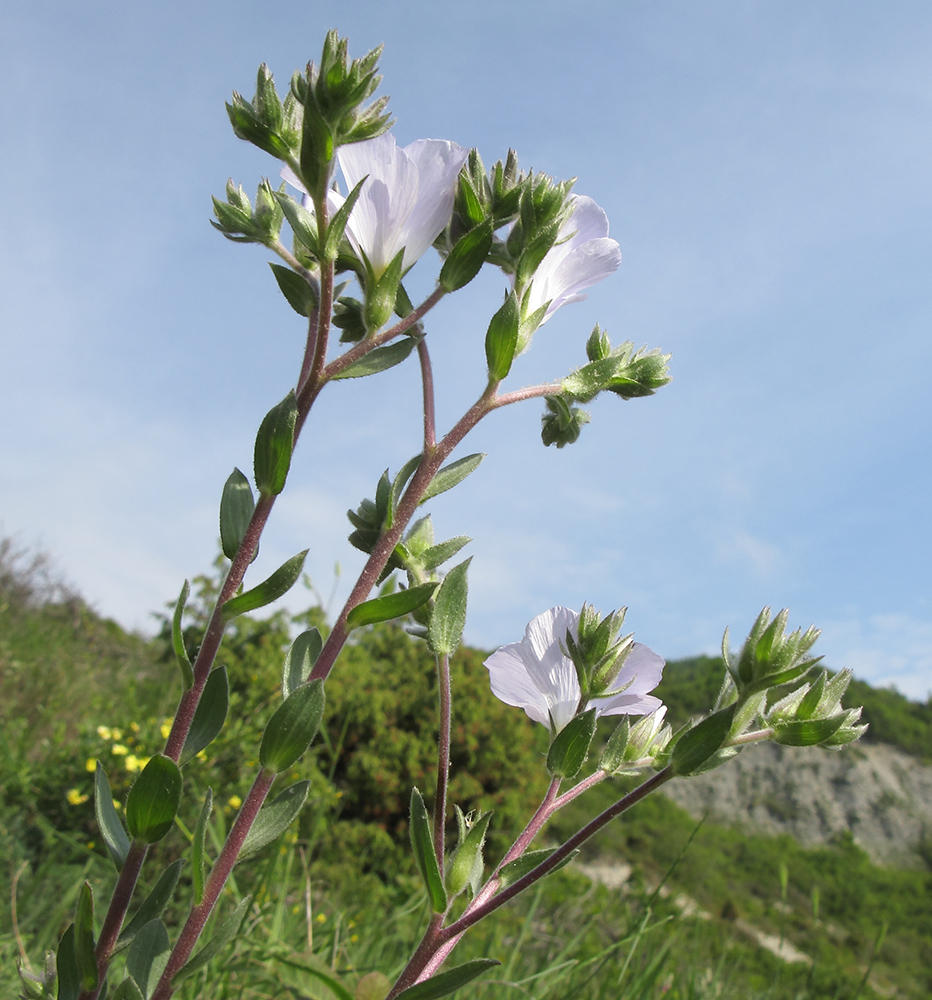 Image of Linum lanuginosum specimen.