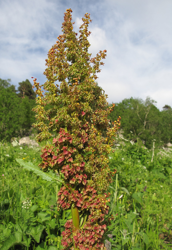 Image of Rumex alpinus specimen.