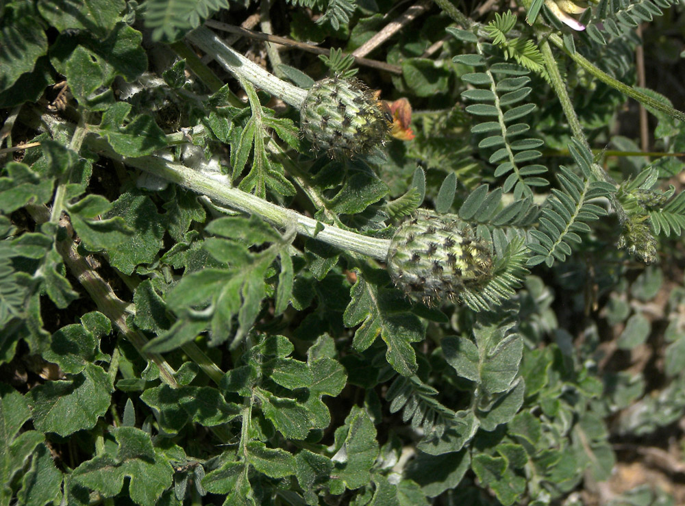 Image of Psephellus salviifolius specimen.