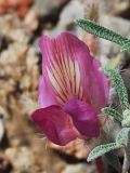 Oxytropis gymnogyne