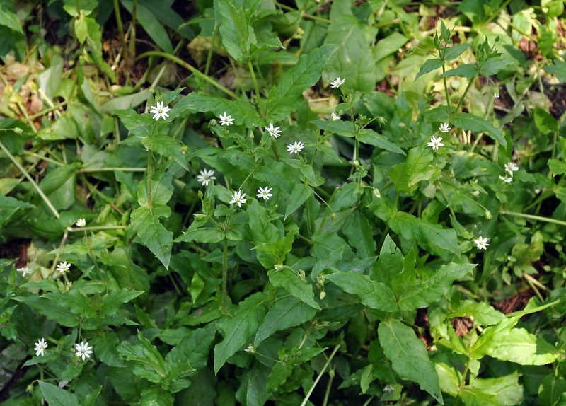 Image of Myosoton aquaticum specimen.