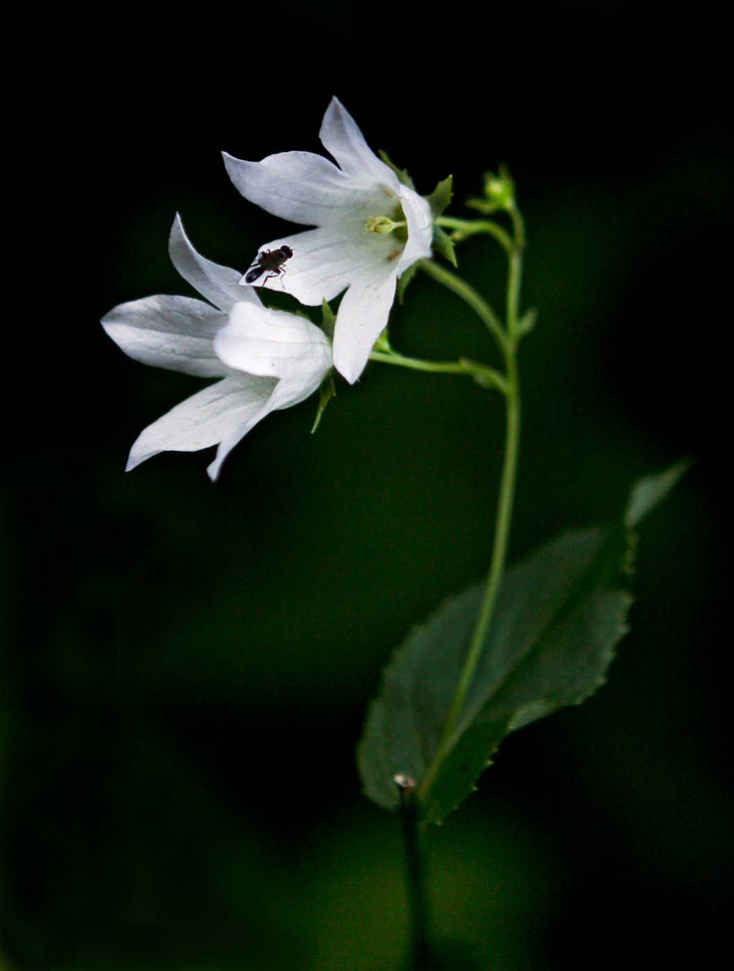 Image of Gadellia lactiflora specimen.