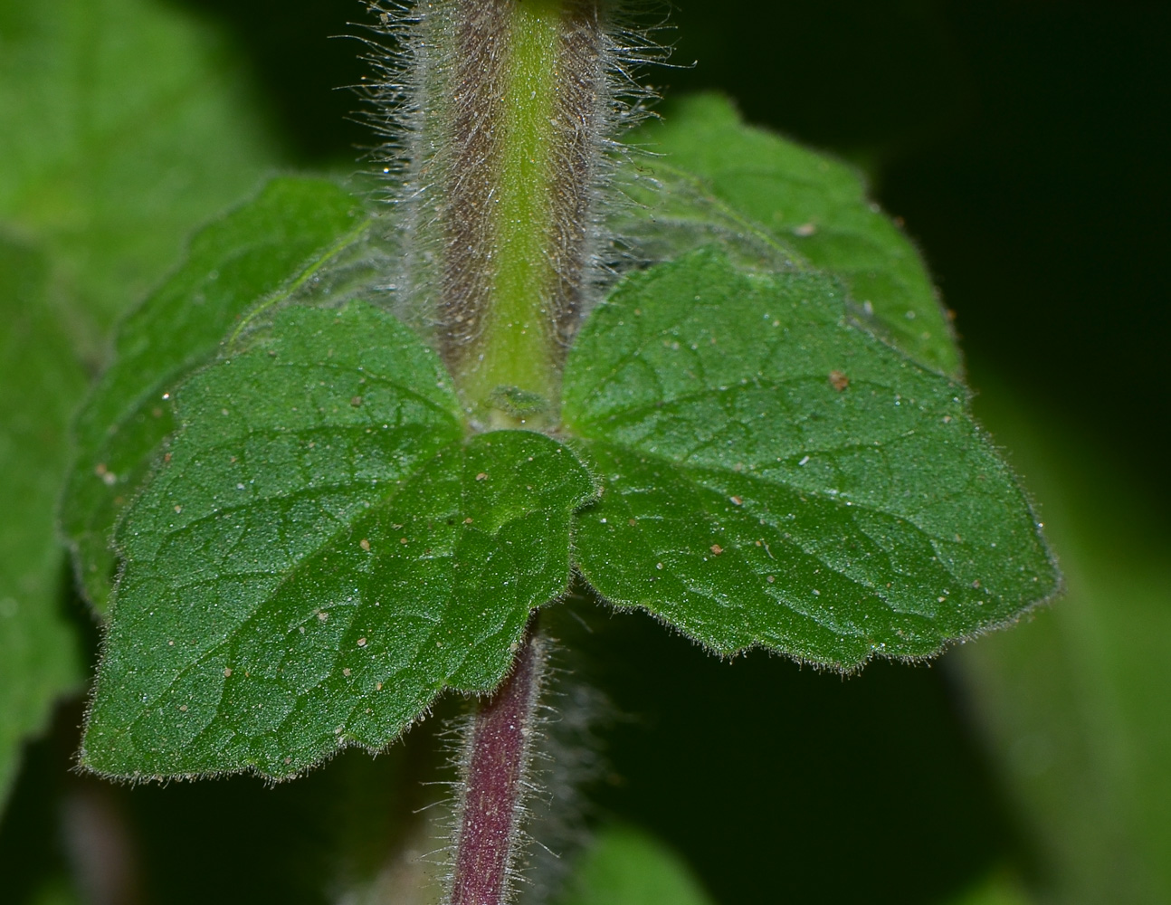 Image of Ceratotheca triloba specimen.