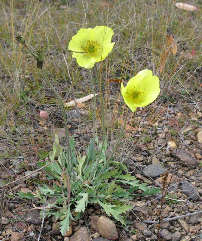 Изображение особи род Papaver.