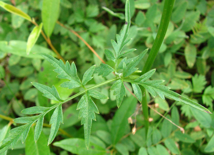 Image of Aegopodium alpestre specimen.