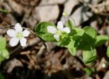 Moehringia lateriflora