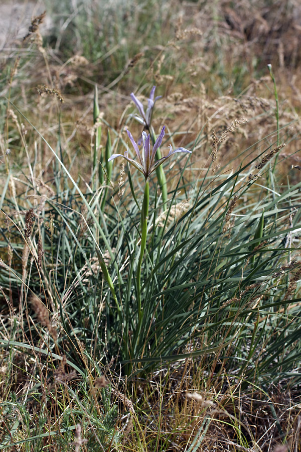 Изображение особи Iris songarica.