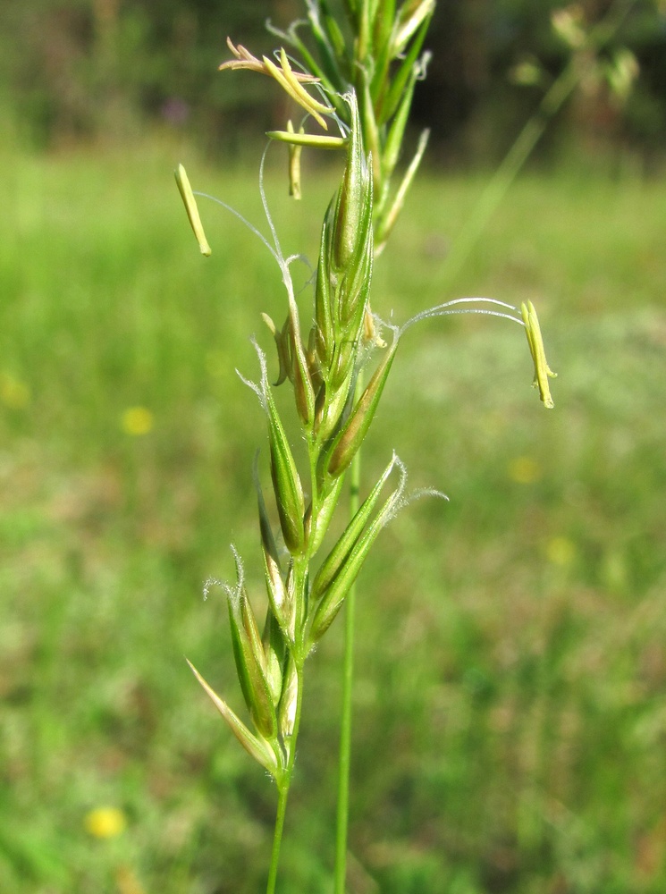 Изображение особи Anthoxanthum odoratum.