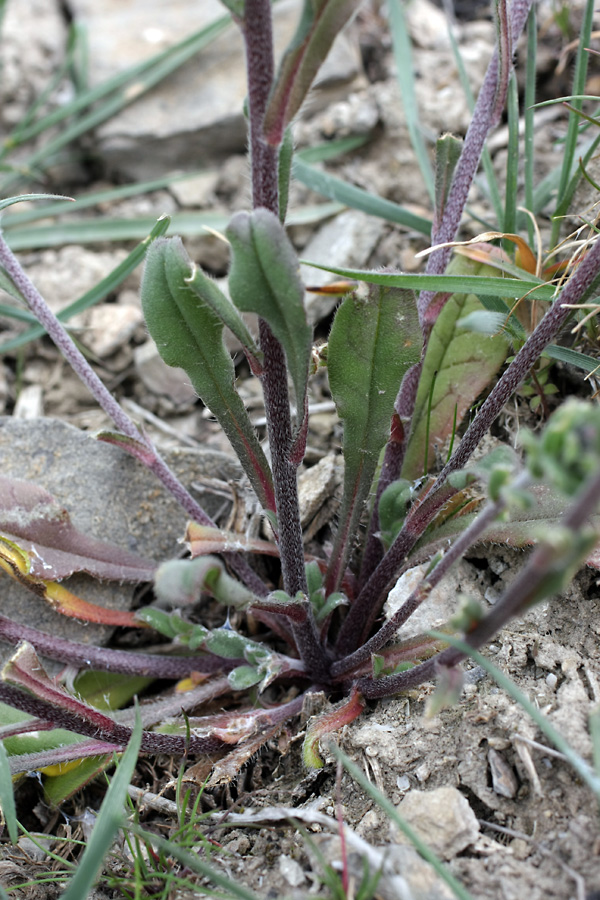 Image of Buglossoides arvensis specimen.