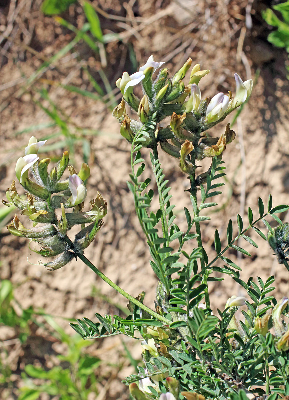 Image of Astragalus neolipskyanus specimen.