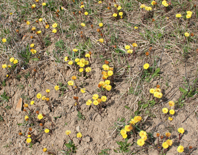 Image of Tussilago farfara specimen.