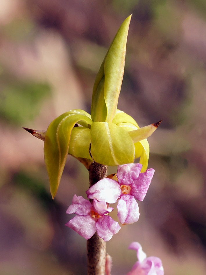 Изображение особи Daphne mezereum.