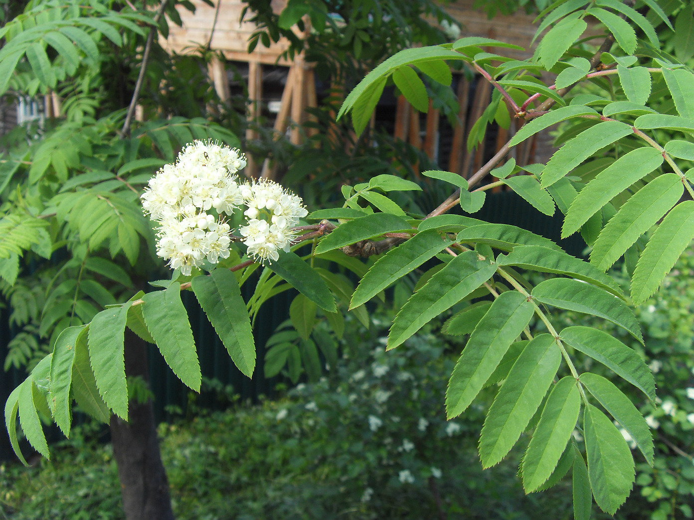 Image of Sorbus aucuparia specimen.