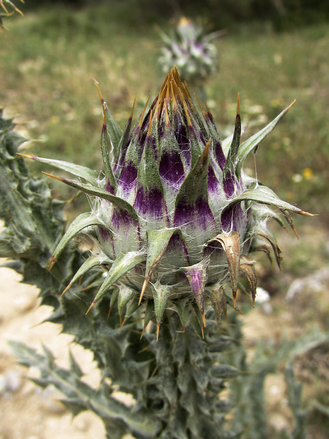 Image of Onopordum illyricum specimen.