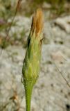 Leontodon asperrimus