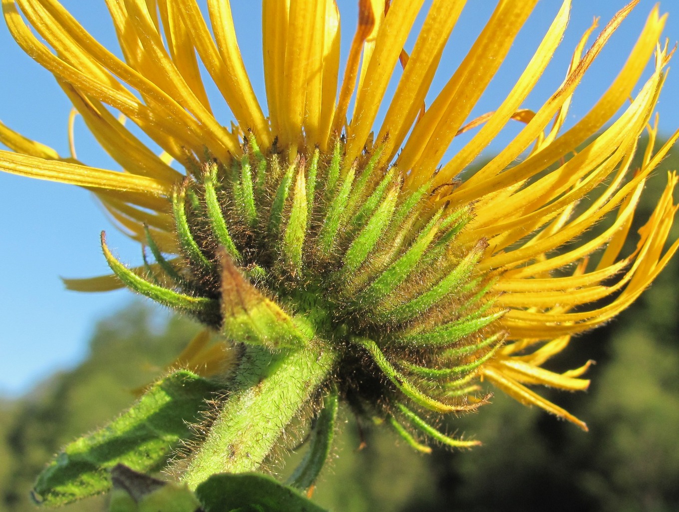 Изображение особи Inula grandiflora.