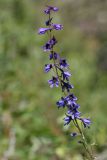 Смотреть изображение Delphinium elatum