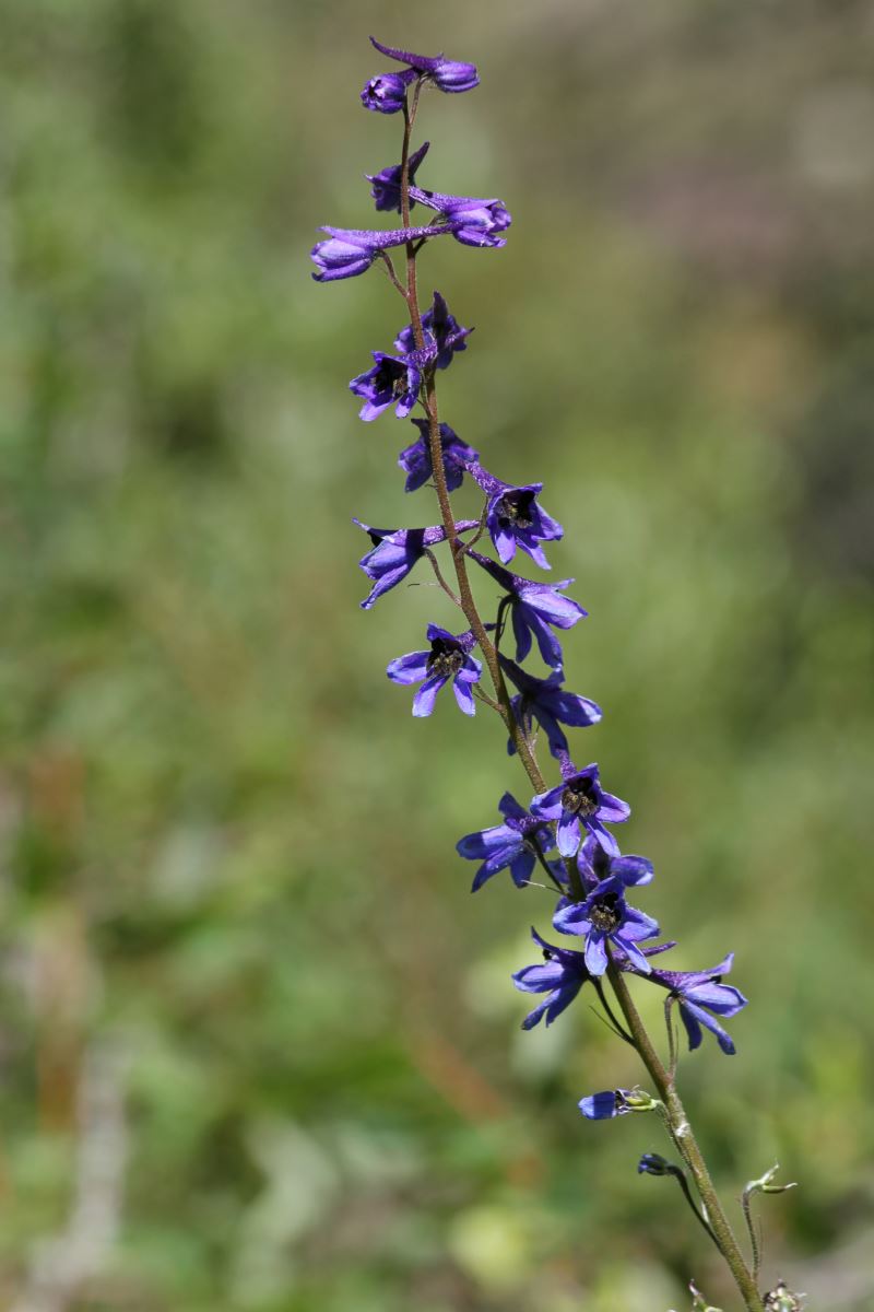 Image of Delphinium elatum specimen.