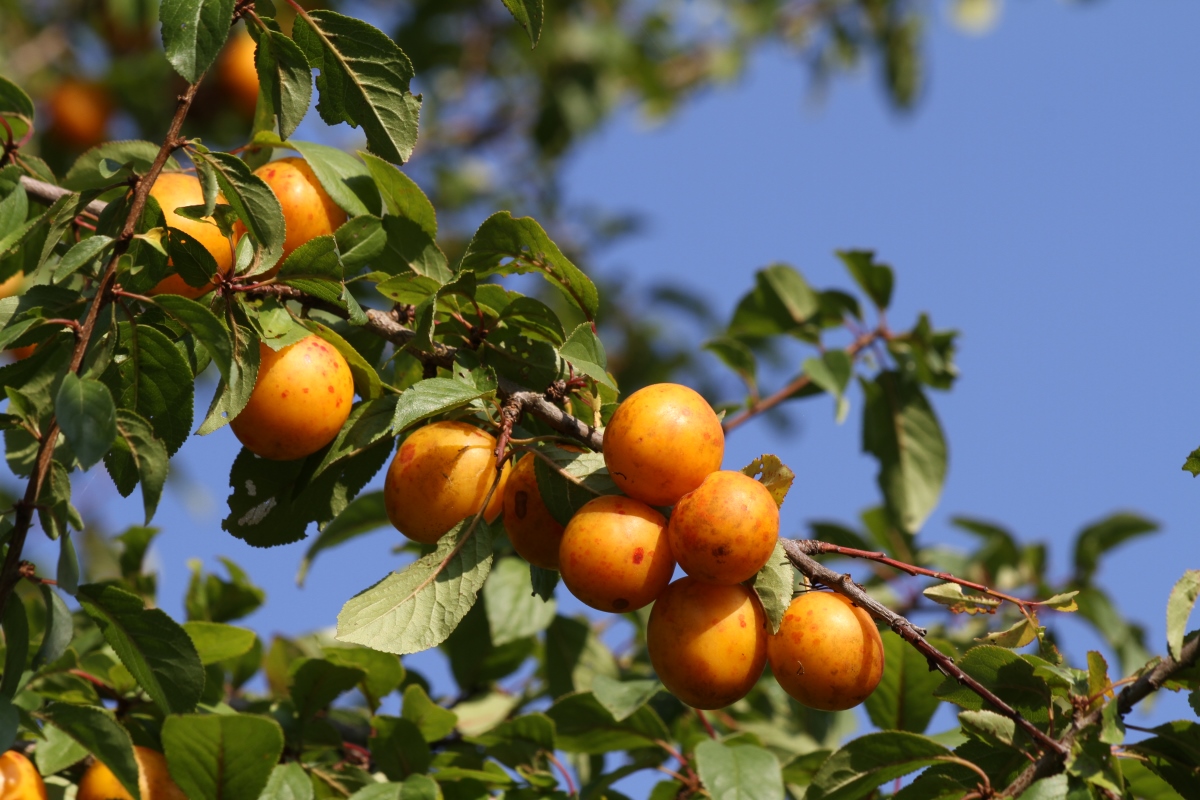 Изображение особи Prunus cerasifera.