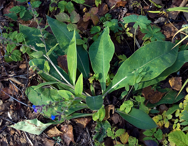 Image of Pulmonaria mollis specimen.