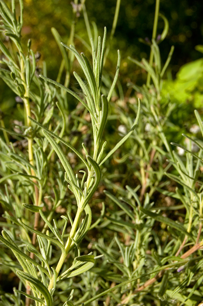 Image of Lavandula angustifolia specimen.