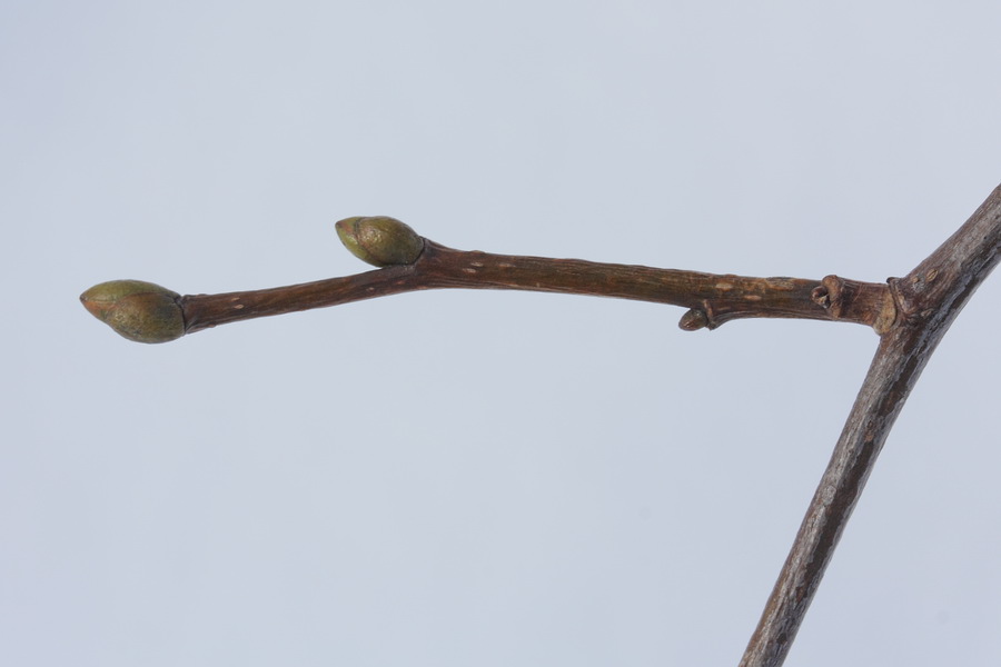 Изображение особи Tilia cordata.