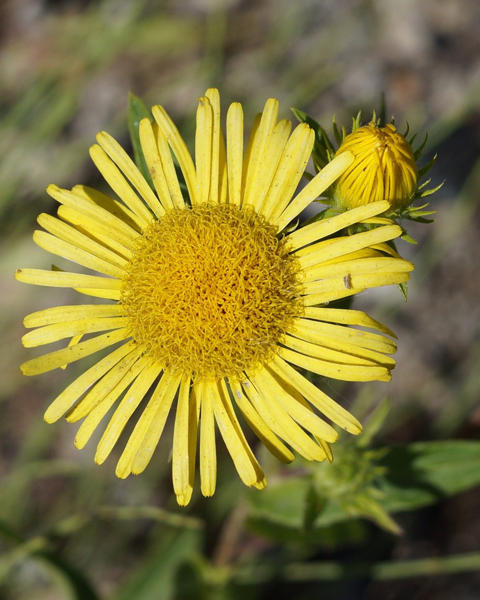 Image of Inula britannica specimen.