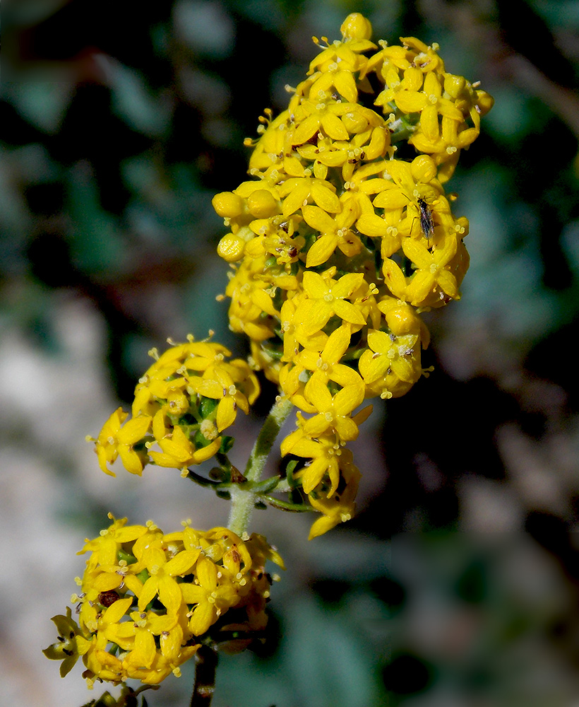 Изображение особи Galium verum.