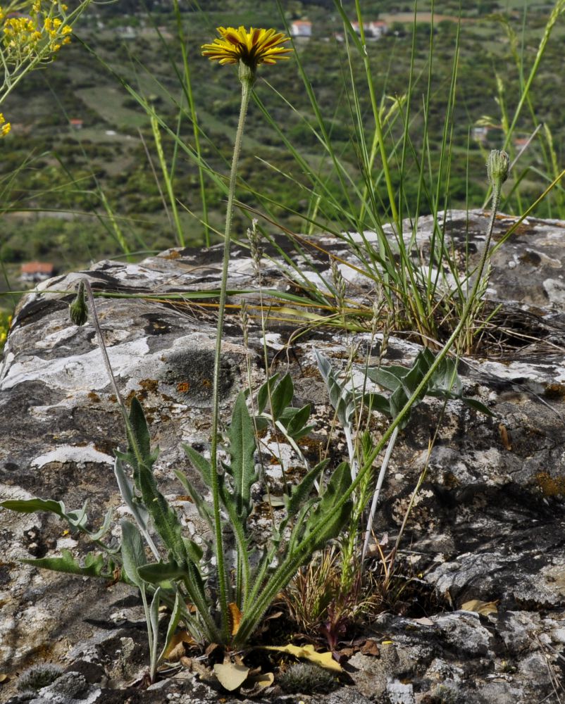 Image of genus Leontodon specimen.