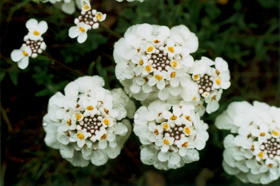 Image of Iberis simplex specimen.