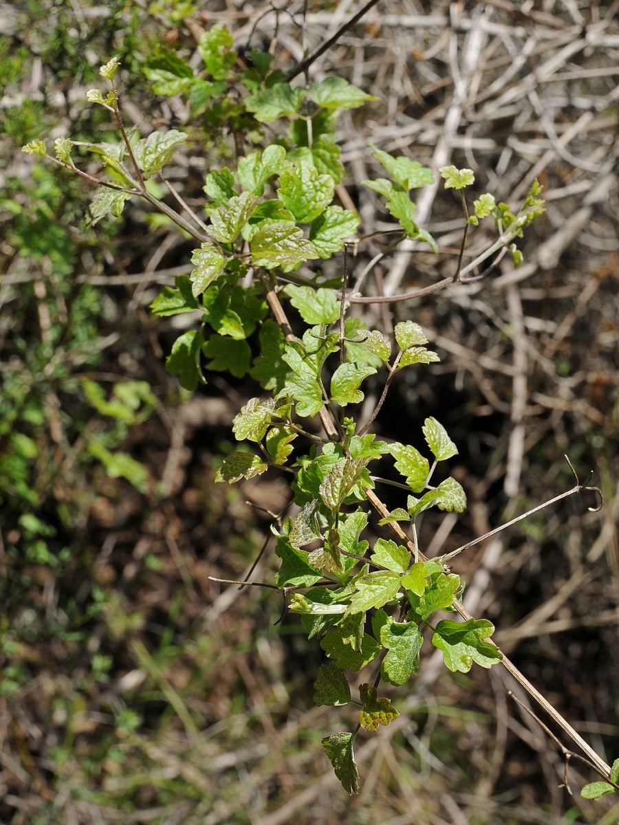 Image of Clematis lasiantha specimen.