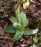 Orchis hybrid subspecies suckowii