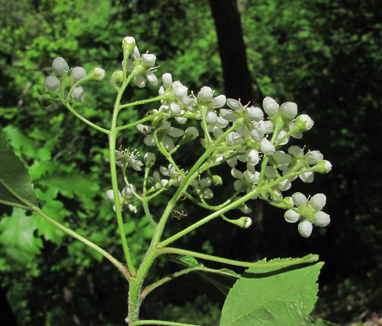 Изображение особи Sorbus torminalis.