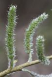 Salix viminalis