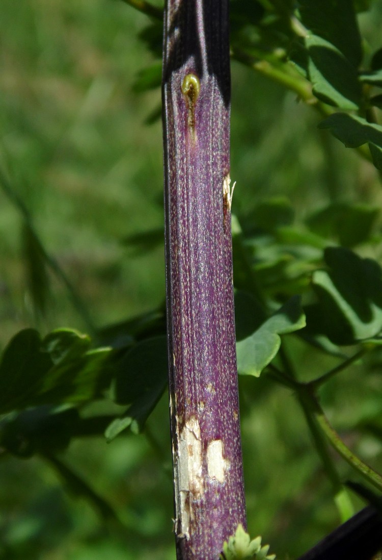 Image of Thalictrum minus specimen.