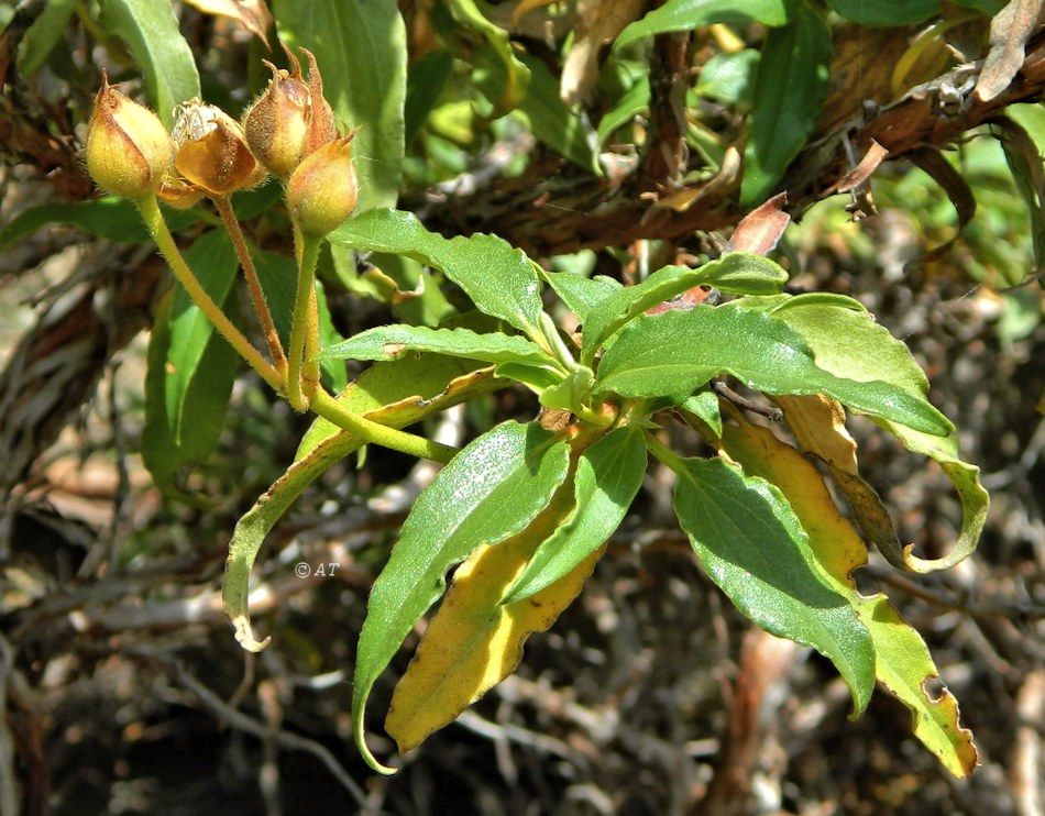 Изображение особи Cistus laurifolius.