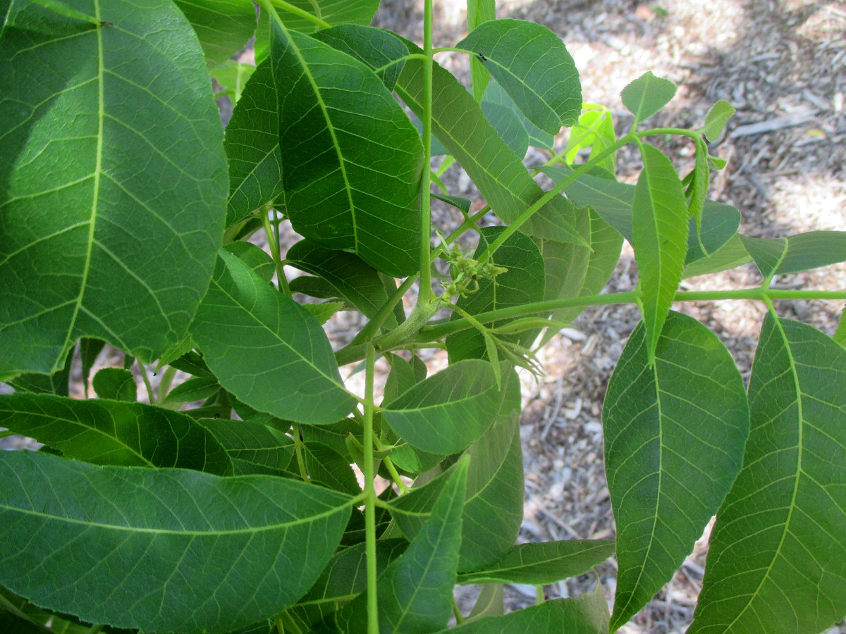 Image of Carya illinoinensis specimen.