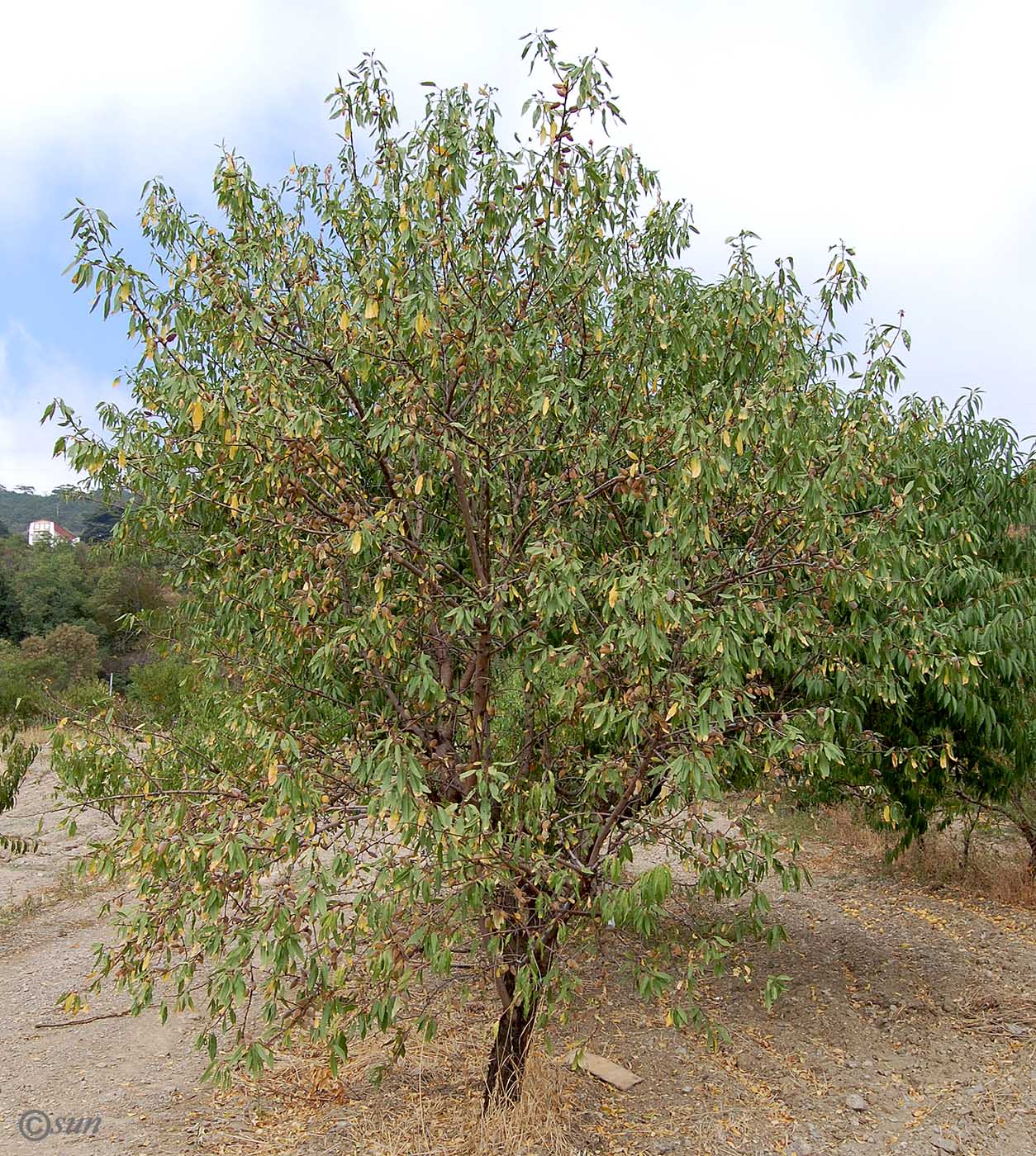 Image of Amygdalus communis specimen.