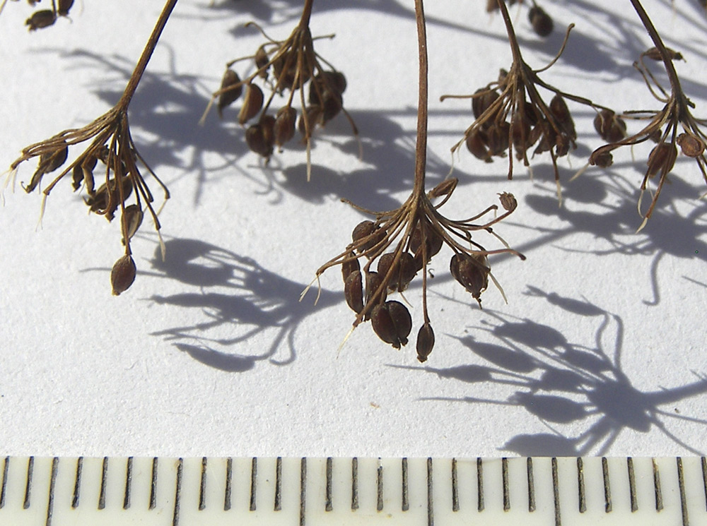 Image of Pimpinella rhodantha specimen.