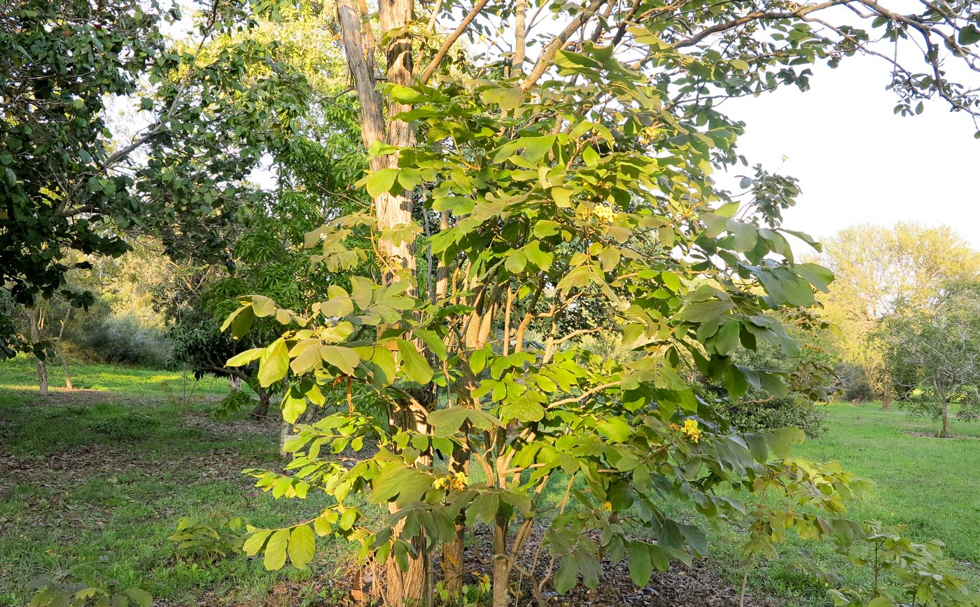 Image of Markhamia lutea specimen.