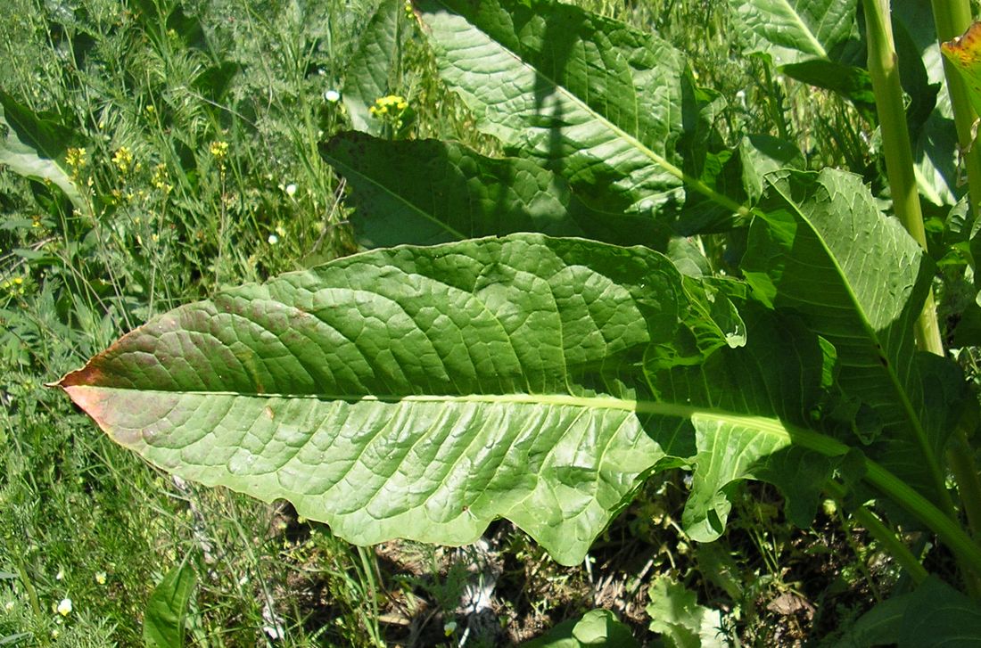 Image of genus Rumex specimen.