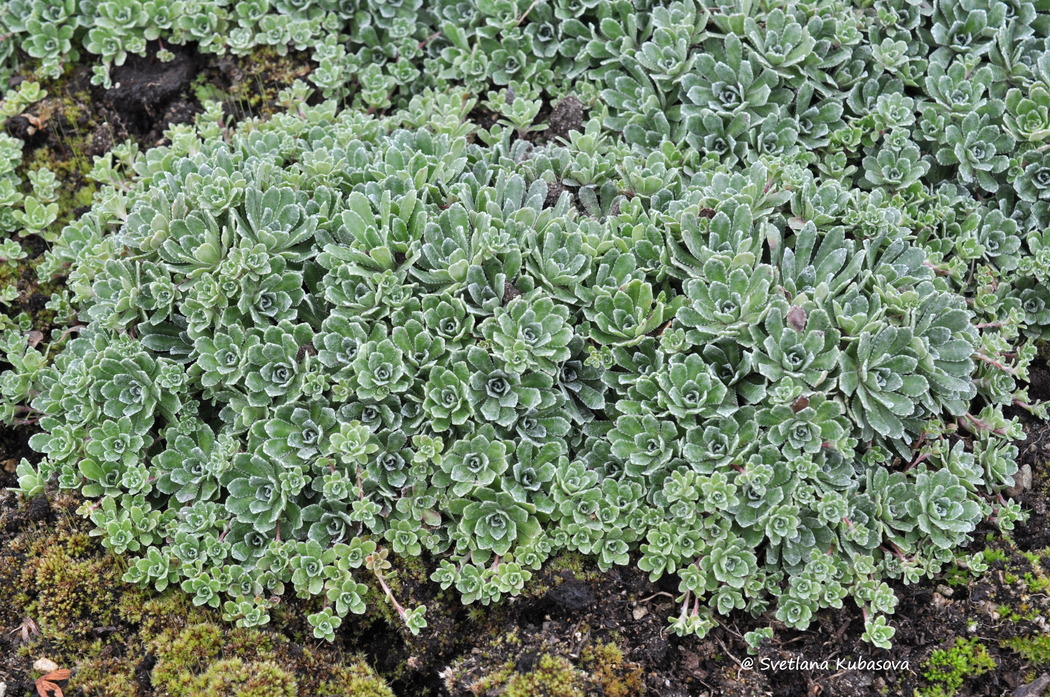 Image of Saxifraga paniculata specimen.