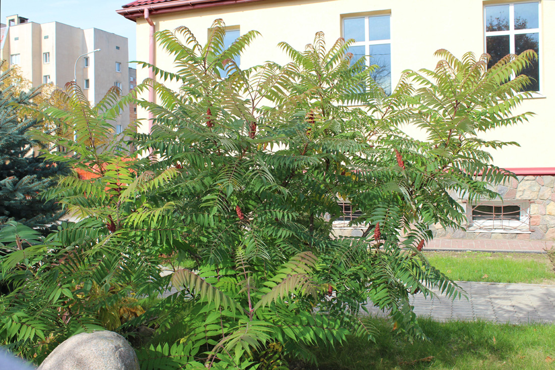 Image of Rhus typhina specimen.