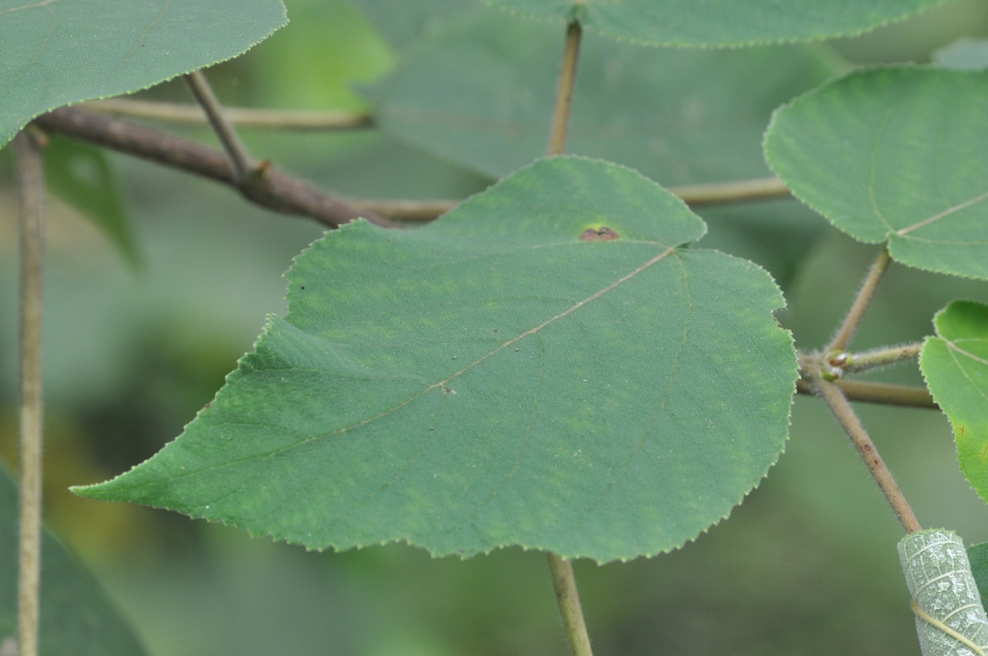 Image of Broussonetia papyrifera specimen.